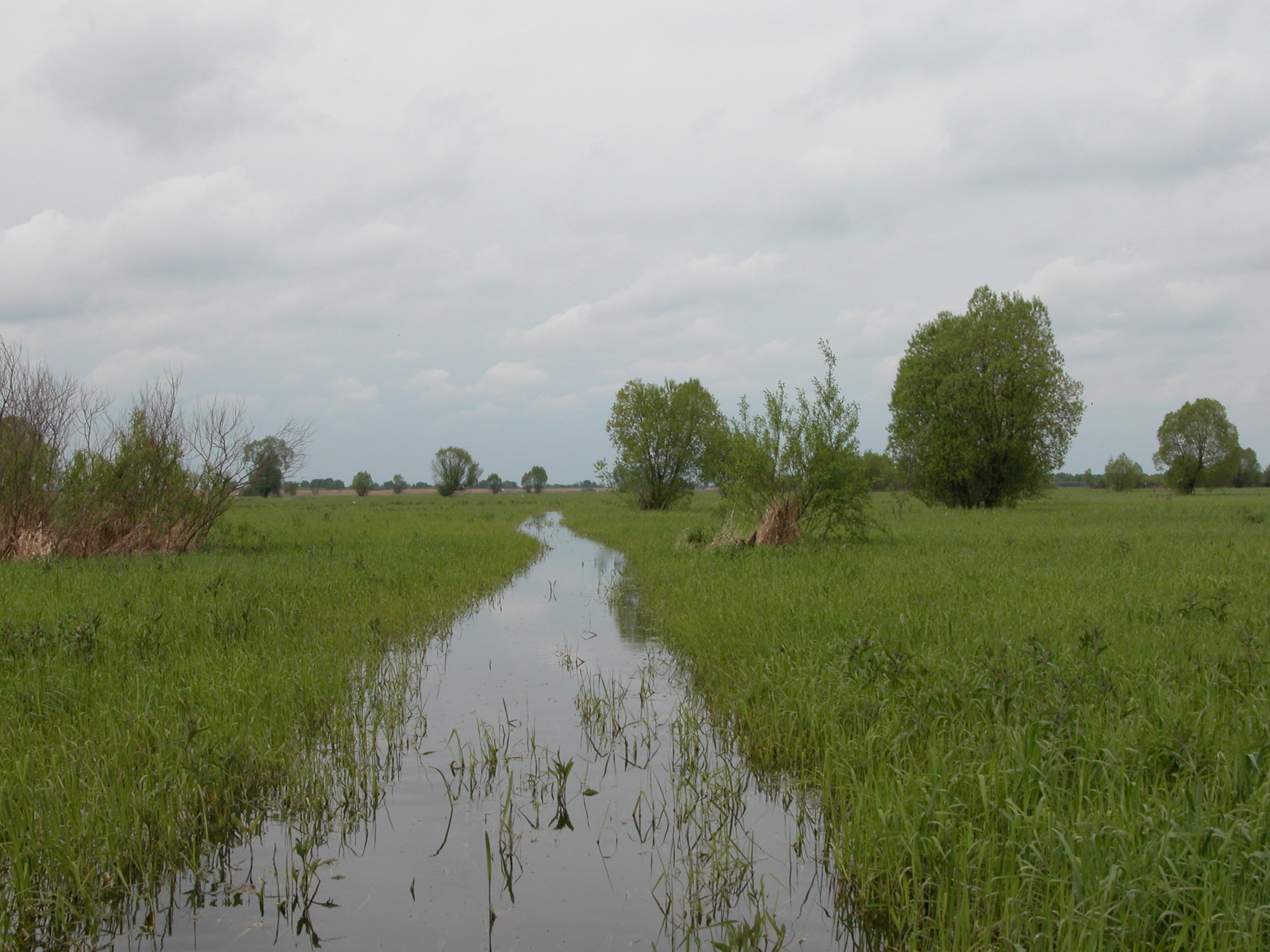 Floodplain meadows during the flood.